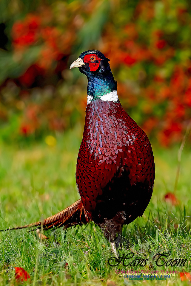 Ring-necked Pheasant 151