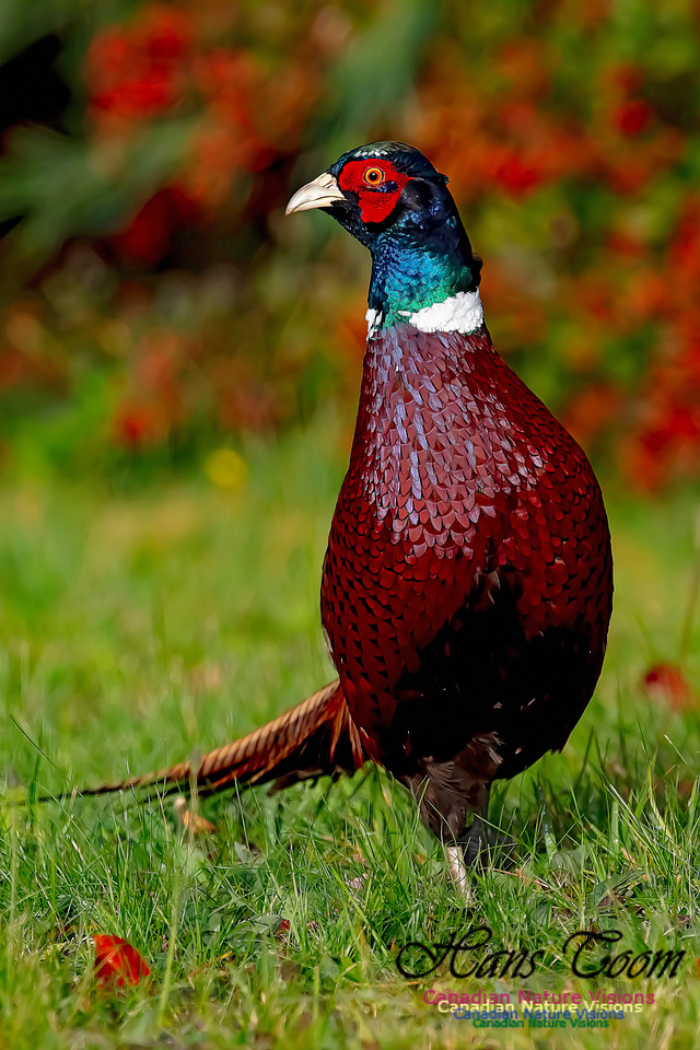 Ring-necked Pheasant 152