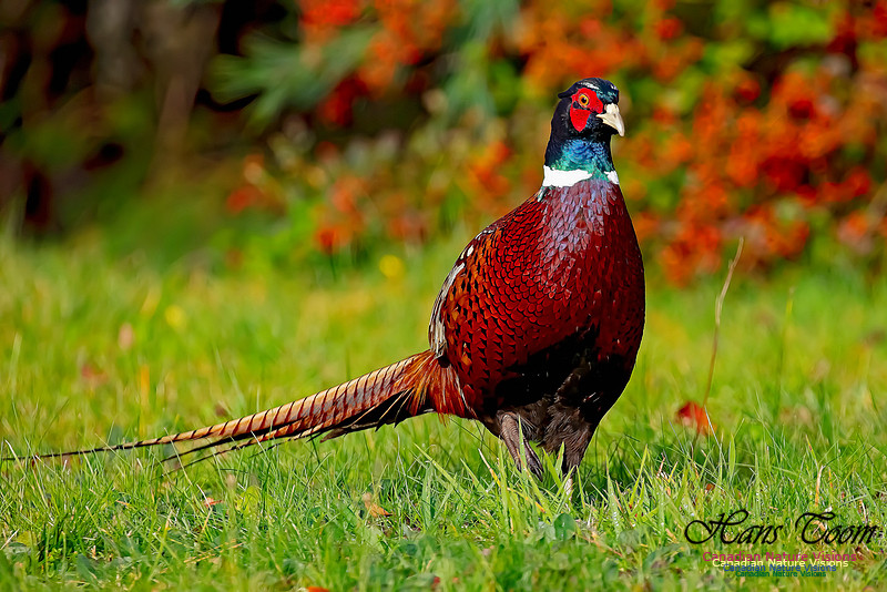Ring-necked Pheasant 153