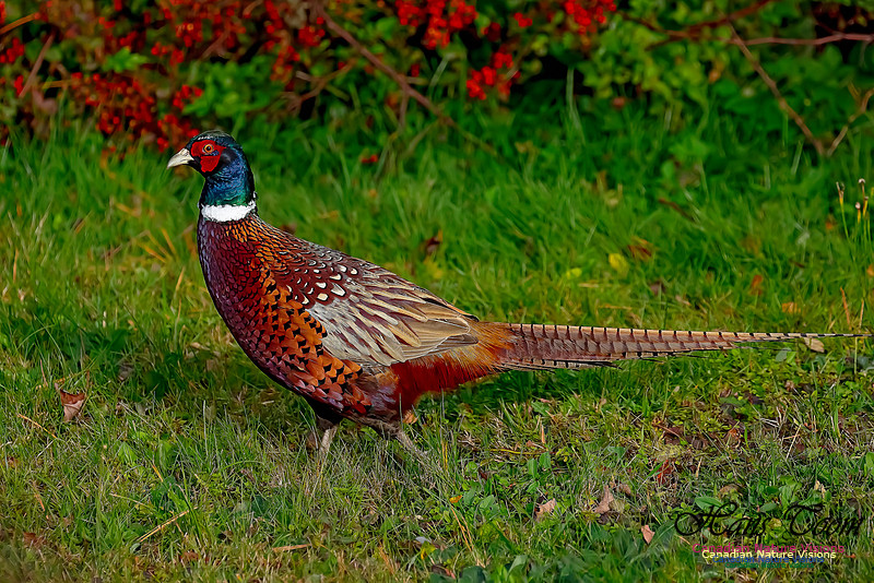 Ring-necked Pheasant 154