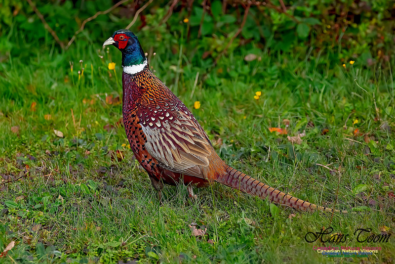 Ring-necked Pheasant 155