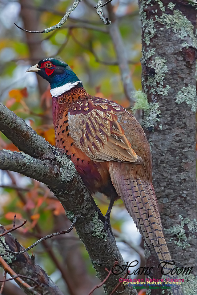 Ring-necked Pheasant 156