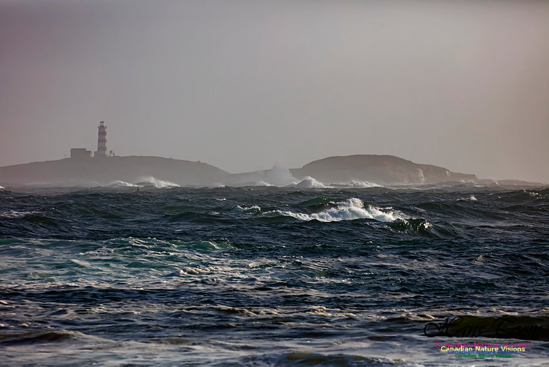 Sambro Island in Gale 50