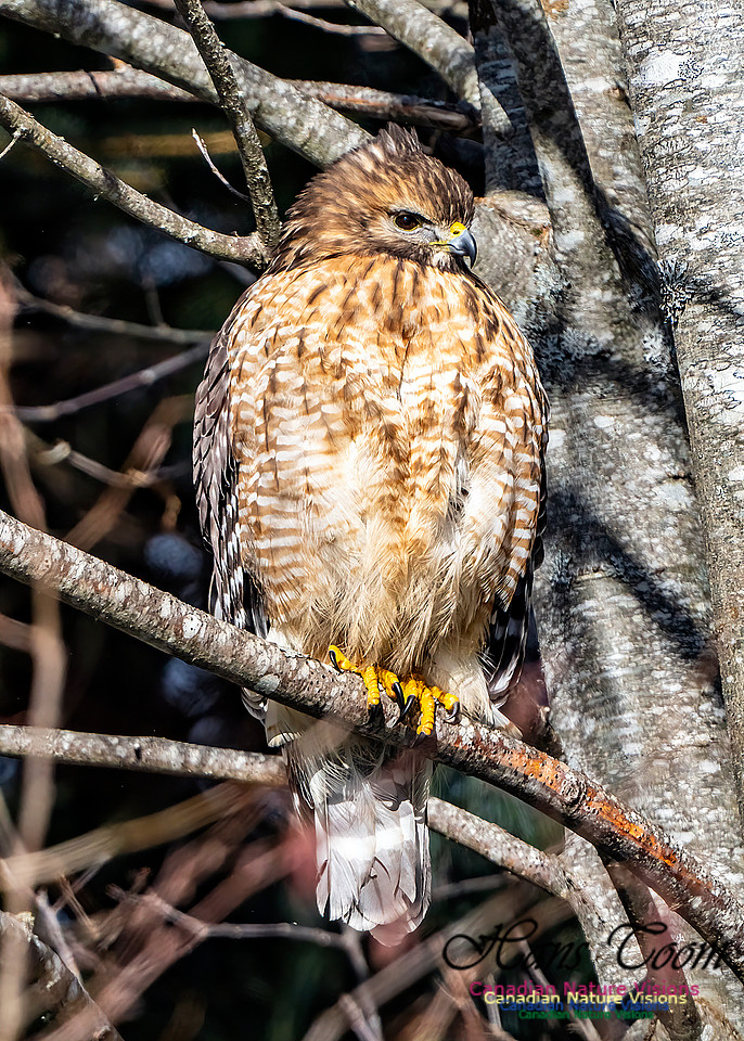 Red-shouldered Hawk 653