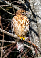 Red-shouldered Hawk
