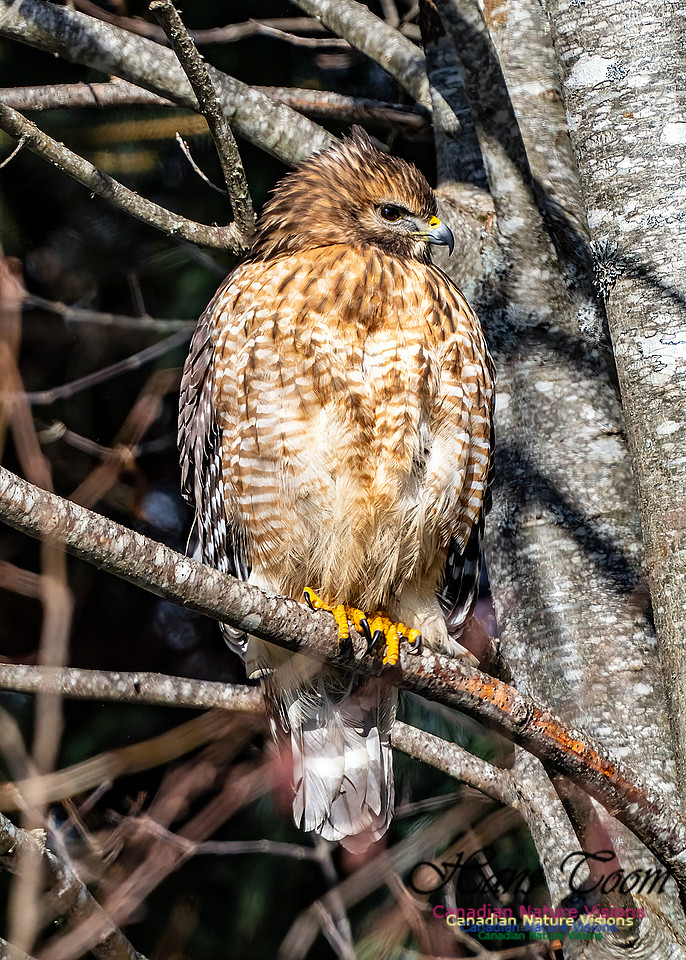 Red-shouldered Hawk 650