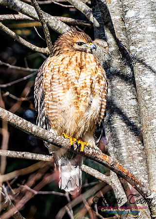 Red-shouldered Hawk 654