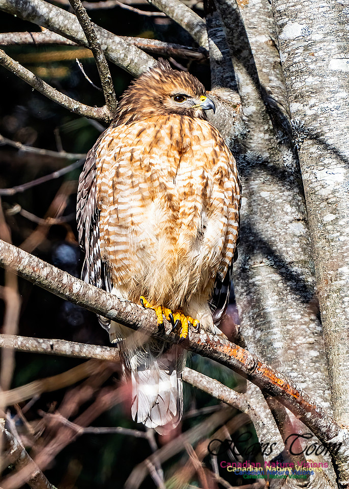 Red-shouldered Hawk 654