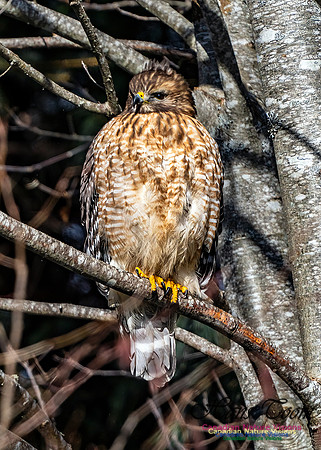 Red-shouldered Hawk 652