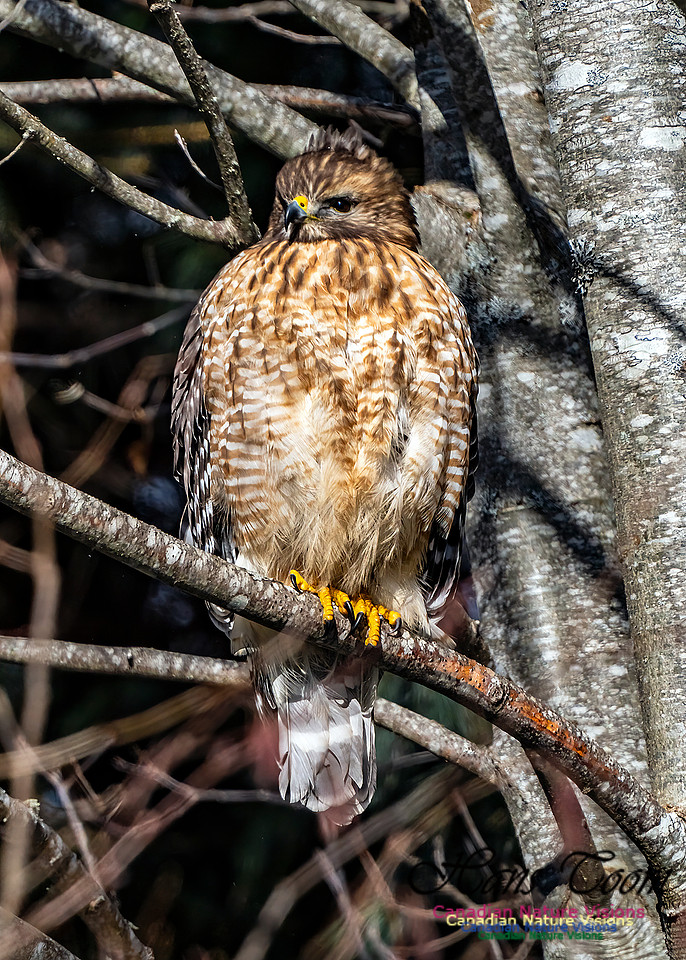 Red-shouldered Hawk 652