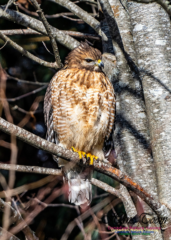Red-shouldered Hawk 651