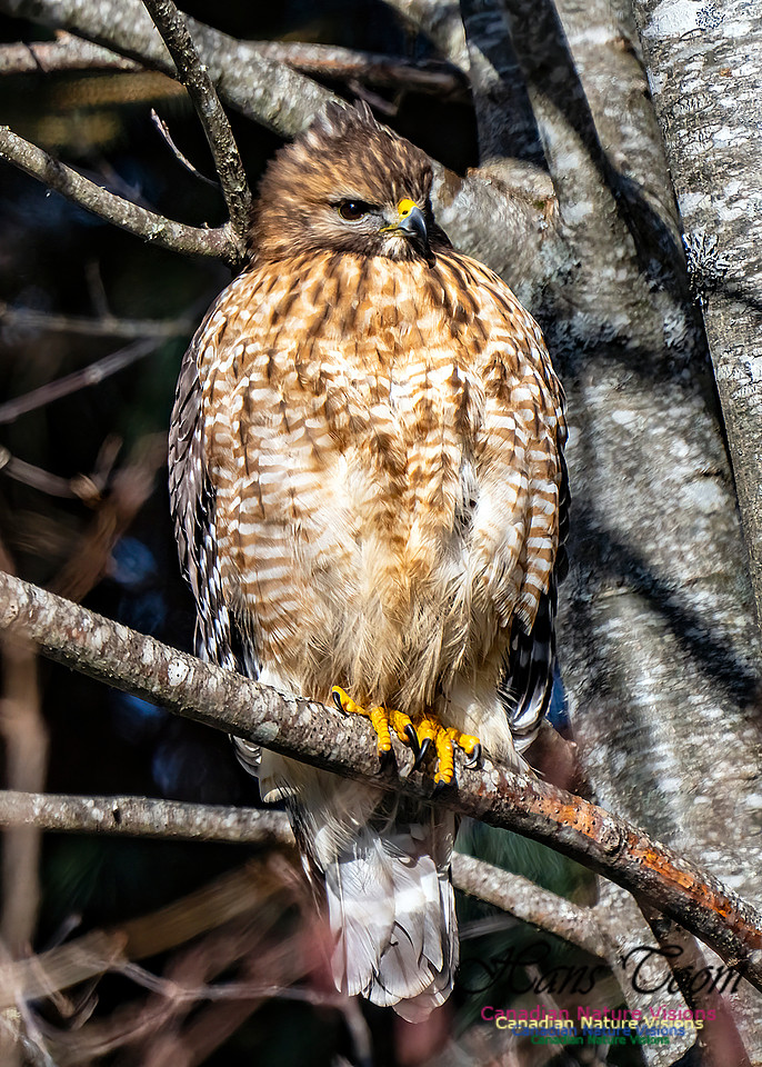 Red-shouldered Hawk 656