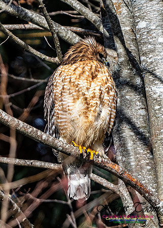 Red-shouldered Hawk 655
