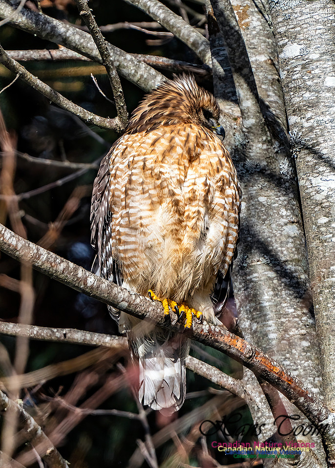 Red-shouldered Hawk 655
