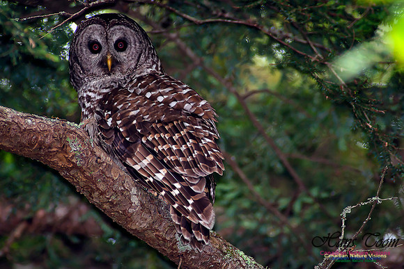 Barred Owl