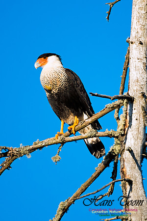 Crested Caracara
