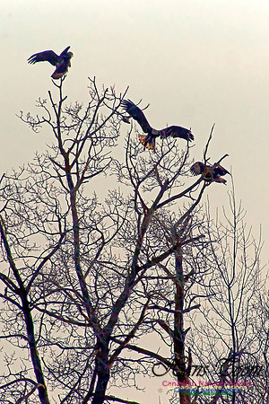 Bald Eagle