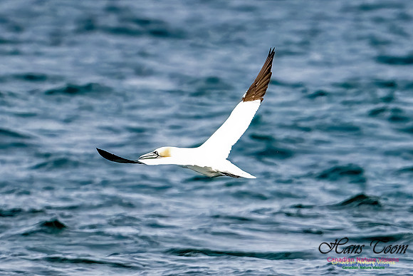 St. Vincent Whales and Gannets 119