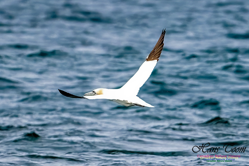 St. Vincent Whales and Gannets 119