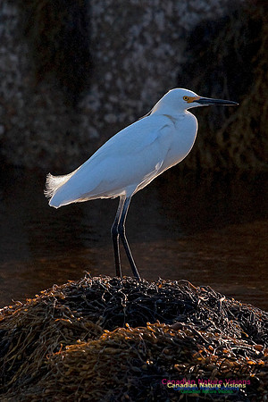 Snowy Egret