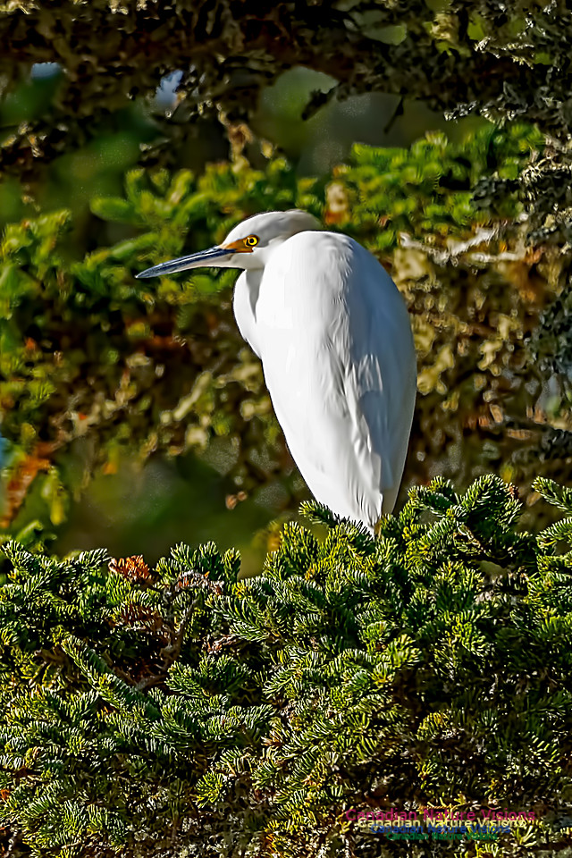 Great Egret 101