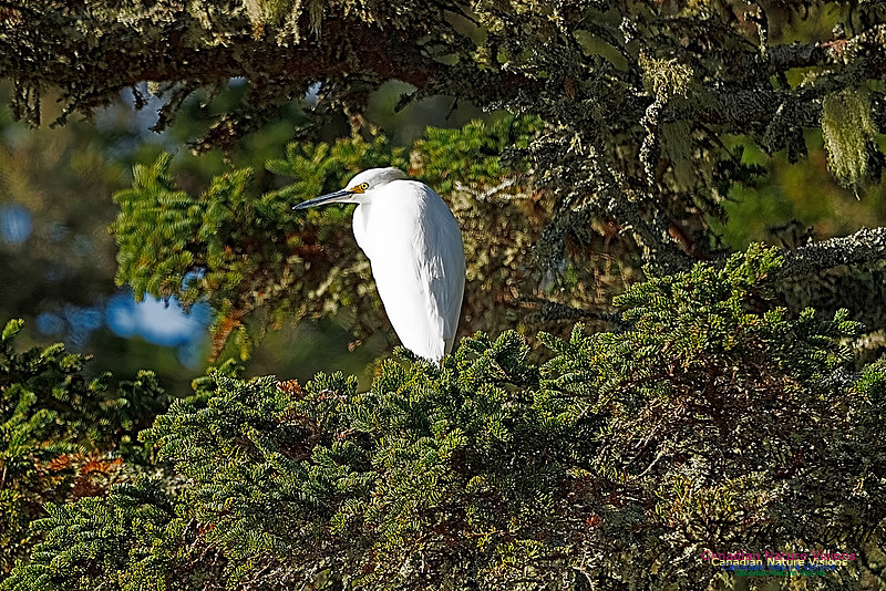 Great Egret 100