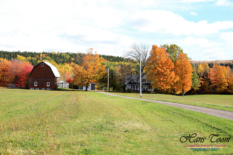 Maple Forest Fall Colours 2016