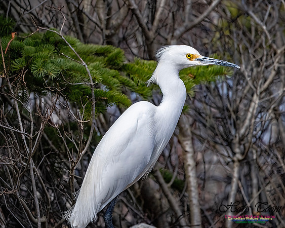 Snowy Egret 110