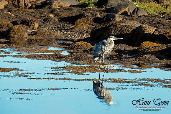 Great Blue Heron