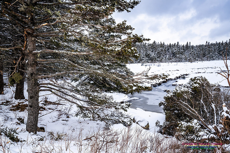 Some Winter Scenes 147