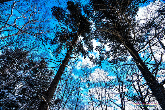Some Winter Scenes 106