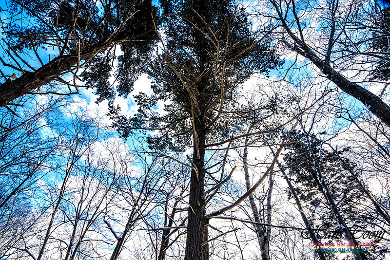 Some Winter Scenes 107