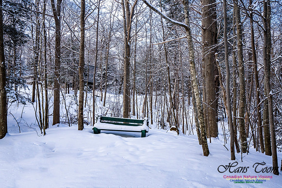 Some Winter Scenes 111