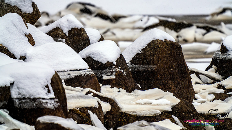 Some Winter Scenes 133