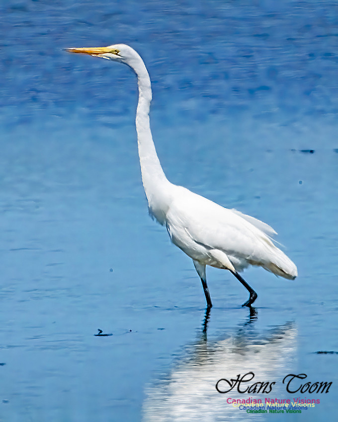 Great Egret 851 copy