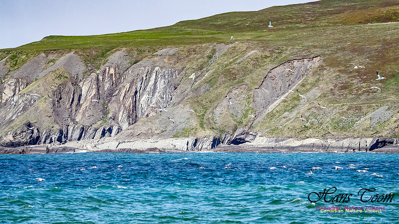 St. Vincent Whales and Gannets 110