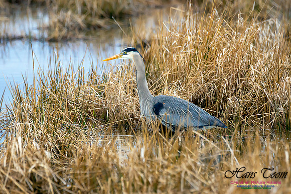 Great Blue Heron 7