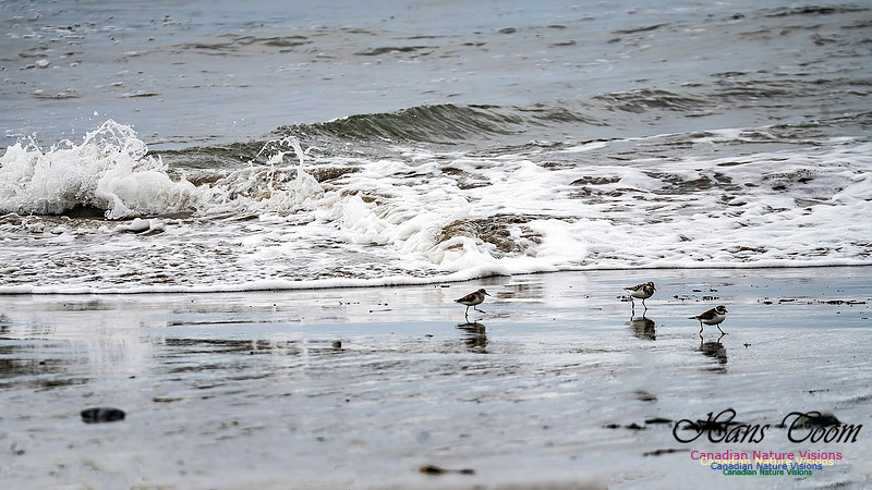 Shorebirds of Hurricane Erin 109