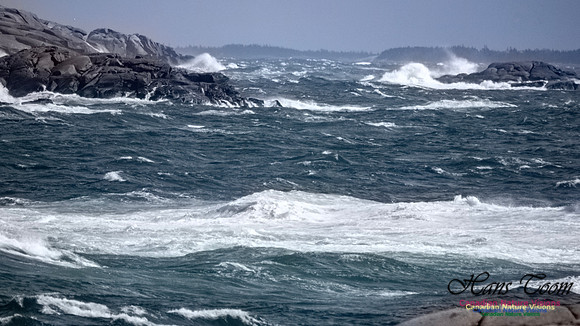 Coastal Tour 130