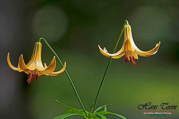 Canada Lily 201
