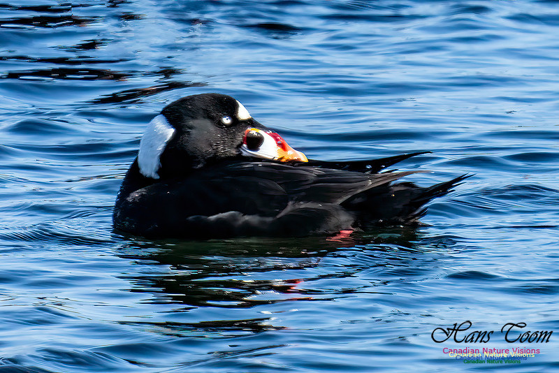 Surf Scoter 104