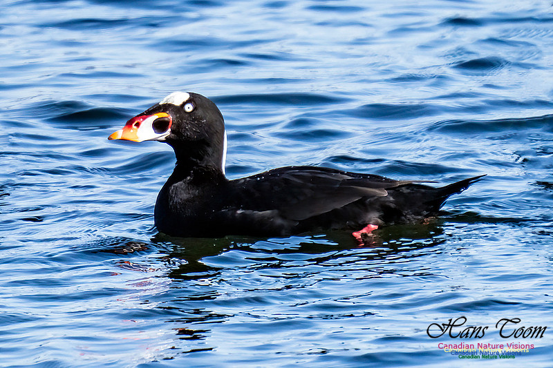 Surf Scoter 103
