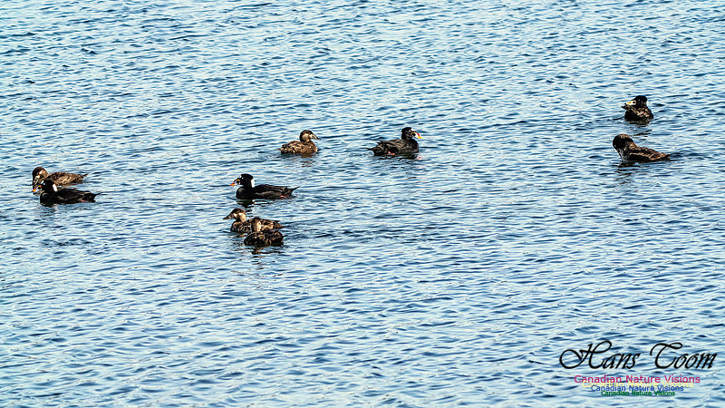 Surf Scoter 101