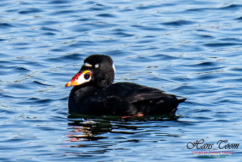 Surf Scoter 102