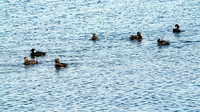 Surf Scoter