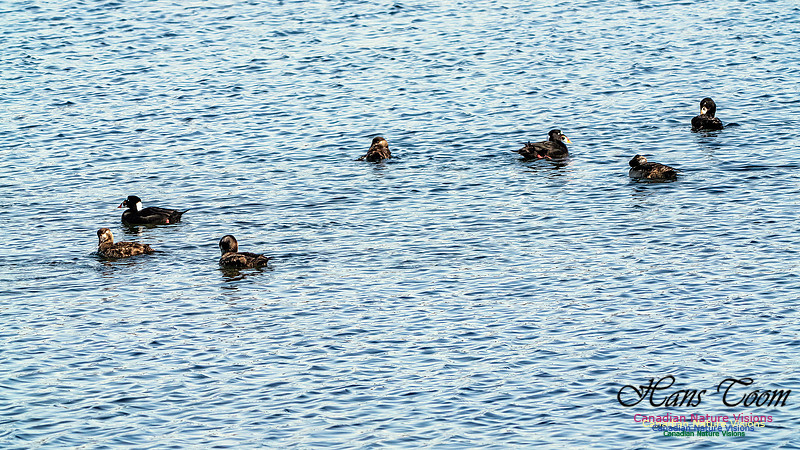 Surf Scoter 100 copy
