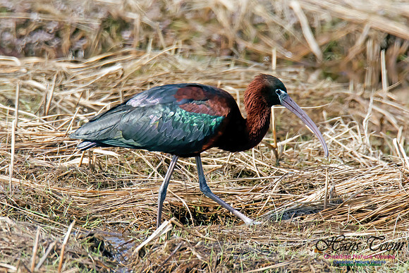 Glossy Ibis