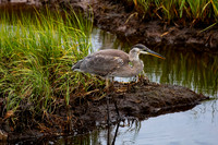 Great Blue Heron