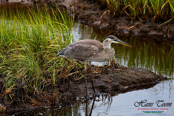 Great Blue Heron 214
