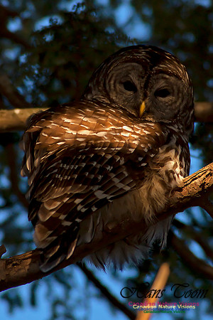 Barred Owl